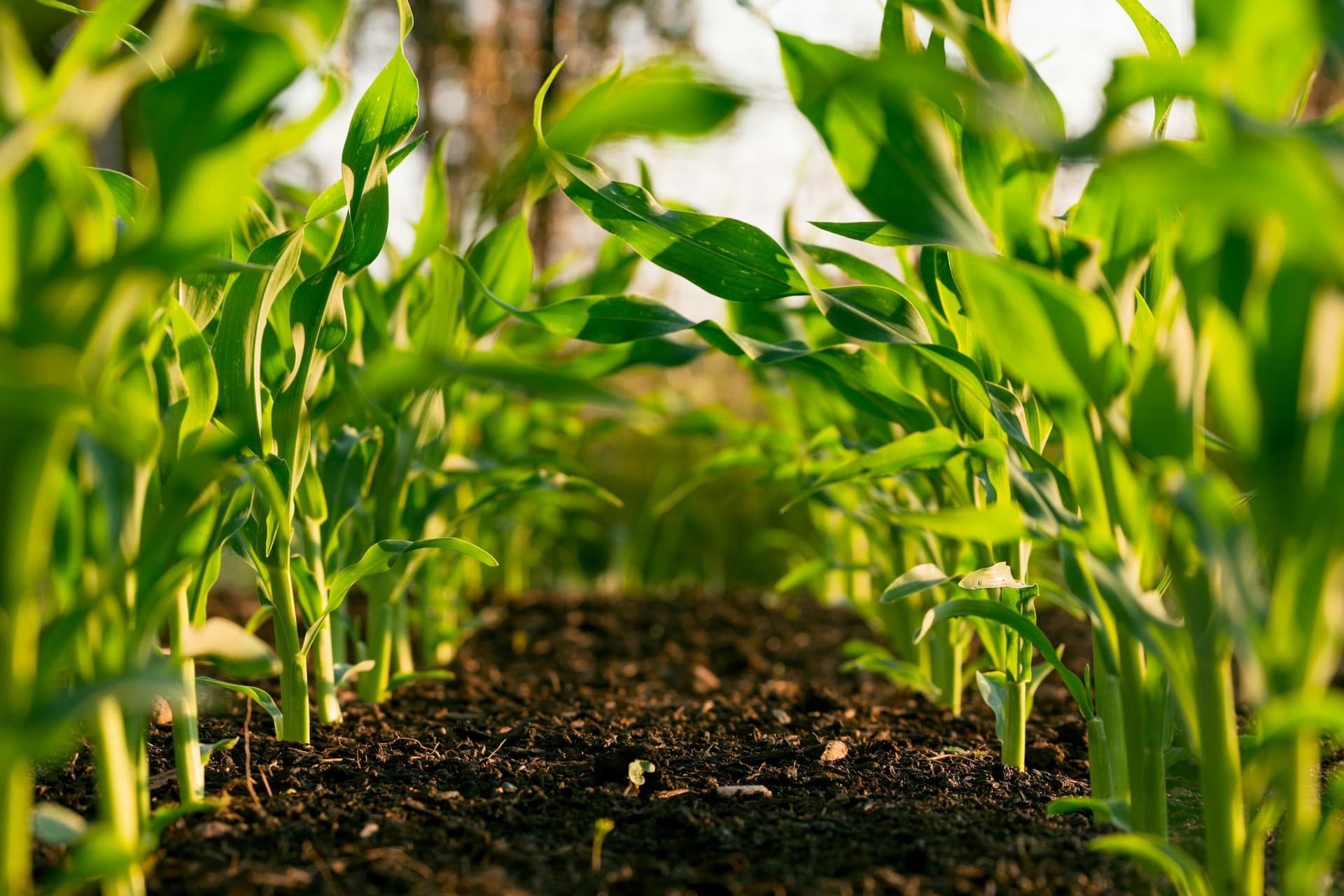 Agriculture & Rural Systems